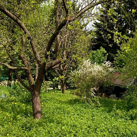 Lindenhof וילינגן