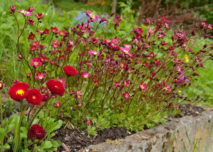 Lindenhof * 维林根